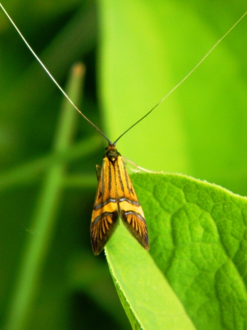 Nemophora degeerella